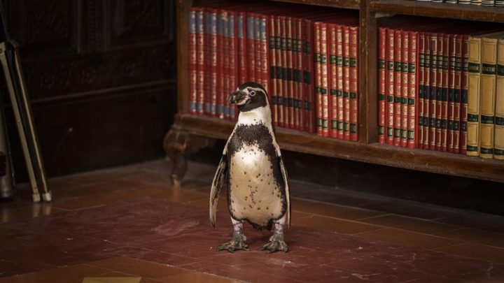 Film: The Penguin Lessons